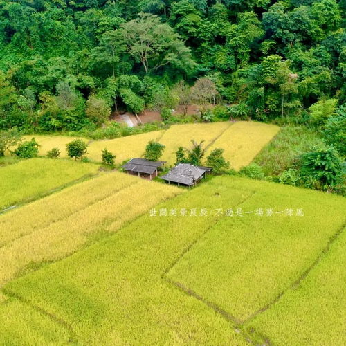 生長在礦泉水里的仙境香米 只送不賣的生態(tài)珍品，限量供應(yīng)背后的農(nóng)業(yè)治污使命