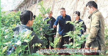 農業專家組支招設施蔬菜面源污染綜合防治