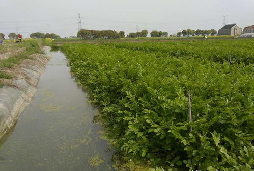 稻田新模式 水面種水芹、水下養泥鰍，畝產年賺超4萬元的綠色致富經