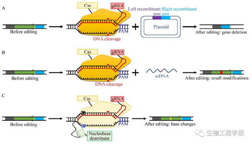 鄭平團隊丨谷氨酸棒桿菌的代謝工程使能技術研究進展